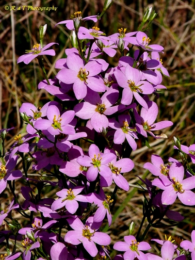 {Sabatia angularis}